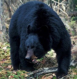 加拿大一名杀人犯被黑熊吃掉 黑熊将被安乐死 