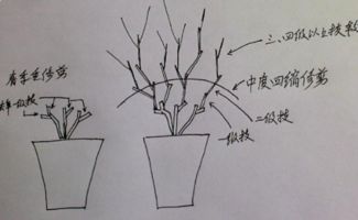 盆栽茉莉秋天修剪方法图解,准备工