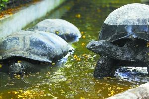 两只亚达伯拉象龟入驻北京动物园