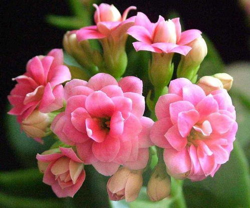 最常见的十种花 40种最美的花