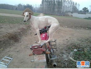 【哪里能买到纯种猎兔犬有名气山东细犬的图片】-苏州 苏州周边易登网