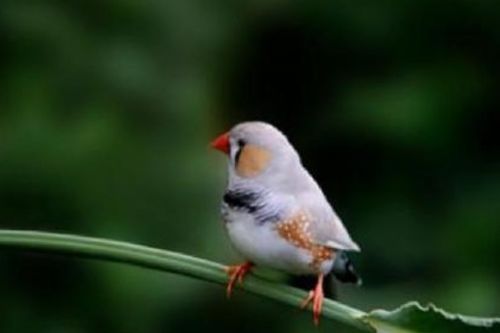 珍珠鸟繁殖一年四季都是繁殖期吗 