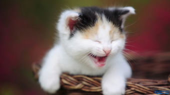 世界上最贵的猫排名 草原猫一只2万美元