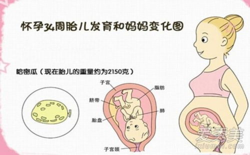 女人怀孕须知 胎儿发育标准表教你测胎儿是否健康