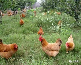 农村养鸡 养鸡技术养鸡场需要注意的十三大注意事项