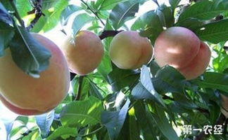 桃树采果后该如何管理 桃树采果后管理技巧