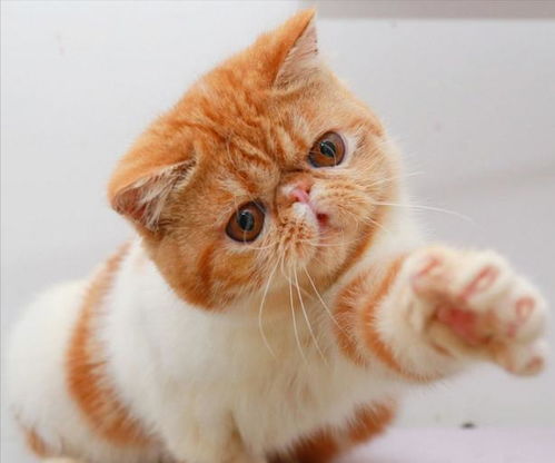 加菲猫寿命一般多少年