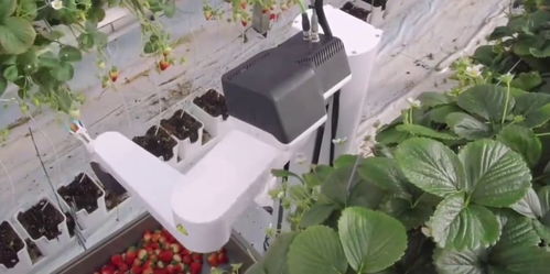 不会伤害西红柿的采摘机器人 处女座 1号,果然科技就是力量 