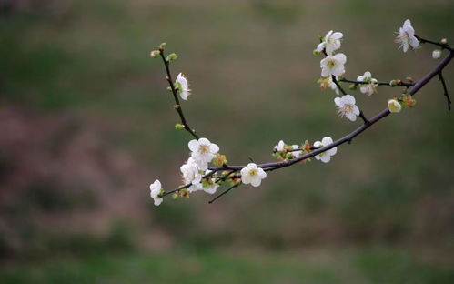 西安植物园2019梅花展开始了 名字有 梅 的游客,免费