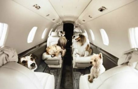 带狗狗乘飞机,需要准备那些手续 