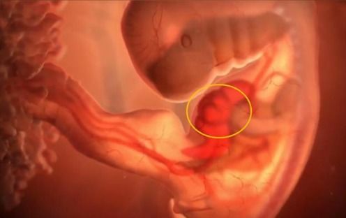 蔡少芬第一次怀孕胎停,孕早期B超单上的4个指标,能看胎儿发育的好不好