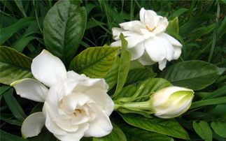 栀子花怎样养,栀子花是一种美丽的花卉，它的花朵洁白无瑕，香气扑鼻，受到许多人的喜爱