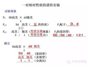 高中生物会考知识点全总结