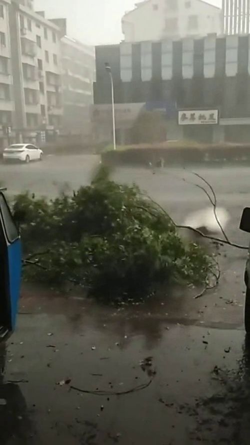 又迎来台风过境,房顶都吹飞好多了,今年真是不平凡的一年 