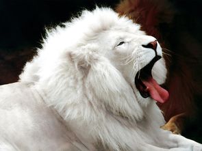 狮子 动物名称 搜狗百科 