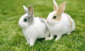 属兔的今年多大，属兔的今年多少岁了
