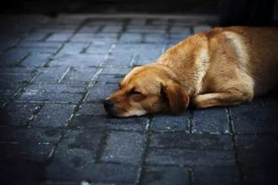 陪伴我们童年的中华田园犬会走向灭绝吗