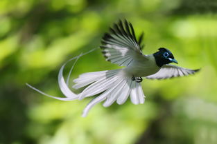 上海常见的鸟有哪些,探秘上海鸟类王国：那些常见的神秘飞羽之影 - 醉梦生活网