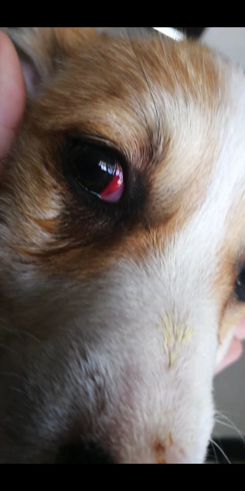 柯基狗狗的眼睛有白膜好发红 