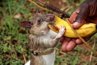 非洲最奇葩的地方,当地人视 老鼠 为英雄,一日三餐要喂老鼠 