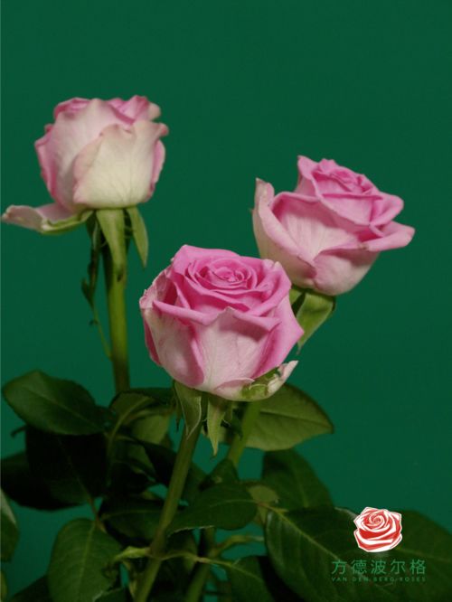 方德的新品玫瑰,你最爱哪一款