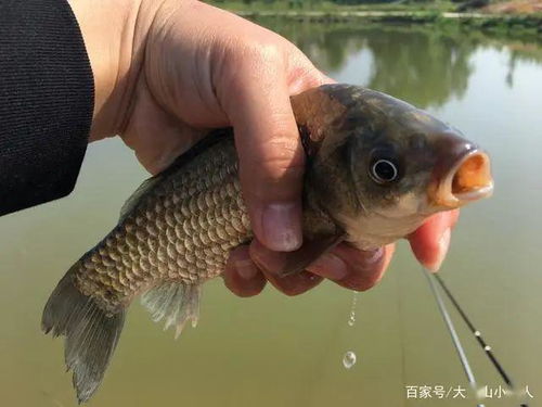 初夏30度以上的晴天怎么钓鱼 把握这3种情况,鱼获不会少