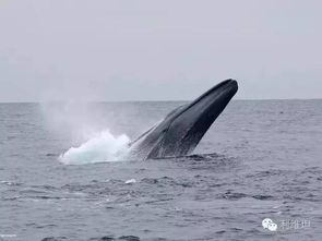 生物体型能像银河那么大吗