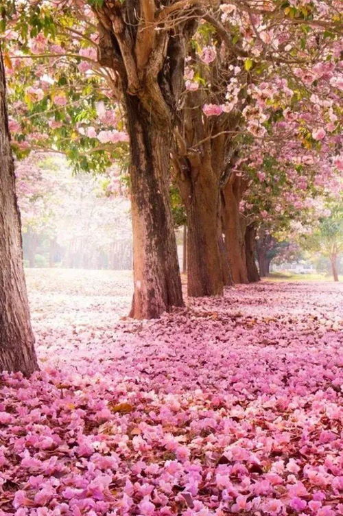 春天不仅可以拍美丽的花朵,掉落在地的花瓣也是一道美丽的风景