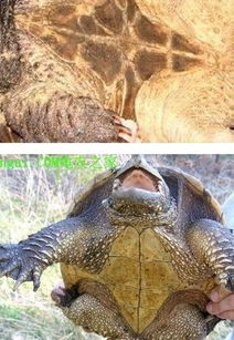 小鳄龟和大鳄龟有什么不同 我看网上还分大小 是两个不同的品种 