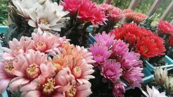 最有名的十种花,中国十大名花是什么花？？