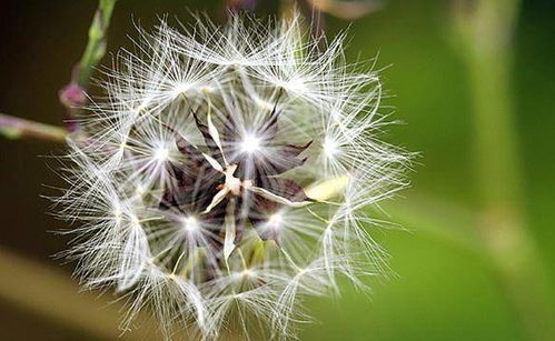 12生肖8月桃花感情黑红榜 4生肖红鸾星动,收获真爱