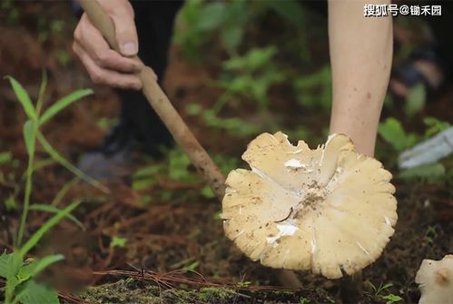 小蜗牛成了人工养殖鸡枞菌的大麻烦,农民简单一招,难题破解