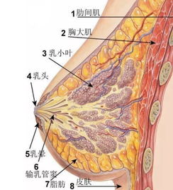 为了妹子们的胸部健康,我们做了这样的内衣测评 男士慎点