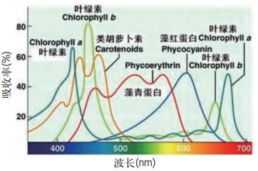 LED植物照明3个常见误区及设计建议