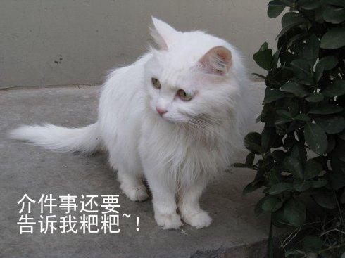 如何让怕人的小猫变得亲人（培养与怕人小猫的感情，让小猫喜欢与人互动）