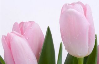 郁金香的花语粉色,不同颜色的郁金香的喻意是什么