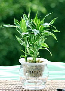 富贵竹怎么才能快速生根,刚买的竹子怎么能快速生根？