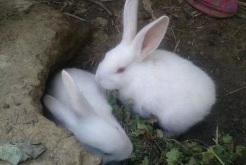 兔兔那么可爱怎么能吃兔兔,那么肉兔适合当宠物养吗
