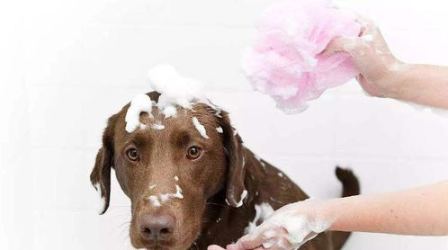 可以给幼犬洗澡吗，有什么需要特别注意的事项(幼犬可以洗脸吗)