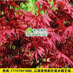 四季红枫树,四季红枫树的种植方法