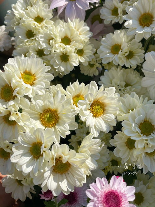 白色小菊花种类,常见小朵菊花品种