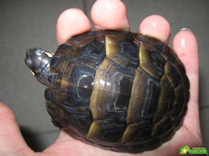 东部锦龟的腹甲是什么颜色的,会有花纹吗 