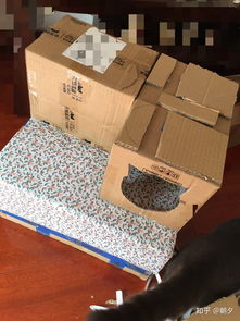 如何用废旧纸箱给猫做猫窝或者猫爬架 