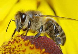 关于蜜蜂的知识有哪些 