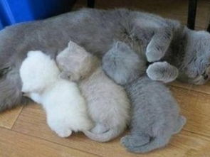 做梦梦到猫生了很多小猫