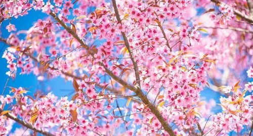 关于樱花的诗句日本