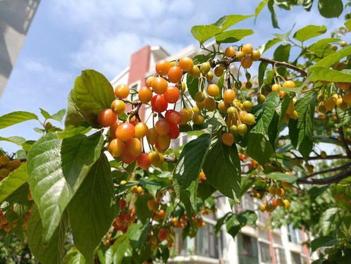 醉翁之意 初夏雨频 诗词十首