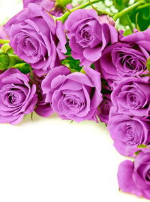 紫玫瑰 花卉 搜狗百科 