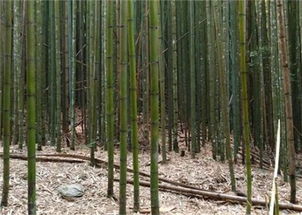 禾本科竹子怎么养才能更旺盛 种植前景怎么样 有什么象征意义