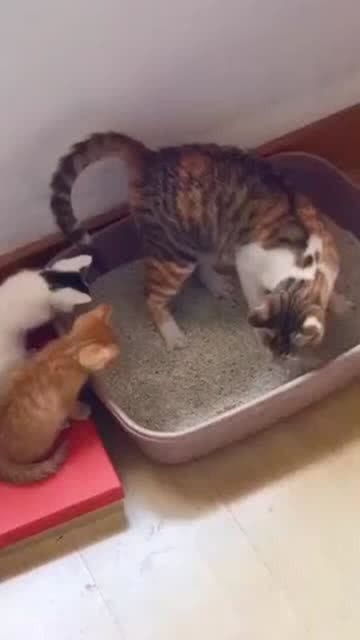 母猫教小猫咪用猫砂盆,教的好好的,突然画风突变 